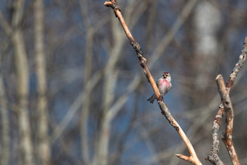 Linnet ( Carduelis cannabina ) on a tree