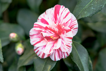 Rotweisse Kamelie japonica L. 'Ezo - Nishiki'