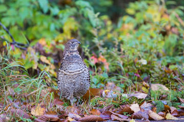 Male ruffed grouse (Bonasa umbellus) in autumn