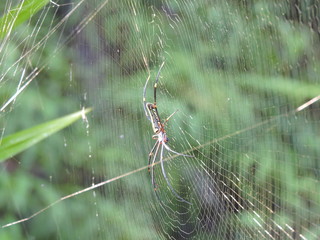 Spinne im Netz im Regenwald