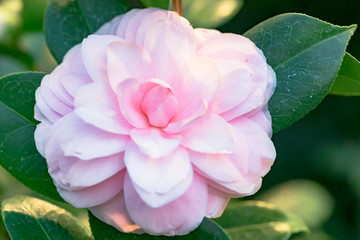 Rosa Kamelie japonica L. 'Cheryl Lynn' Theaceae