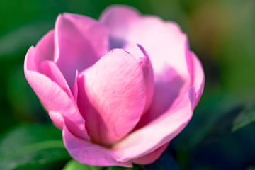 Rosa Kamelie Oleifera-Hybride 'Winters Joy' Theaceae