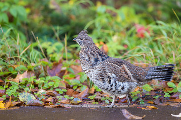 Male ruffed grouse (Bonasa umbellus) in autumn