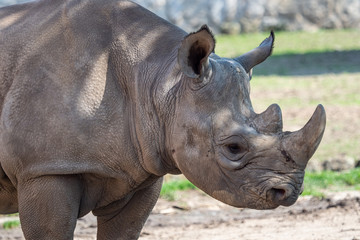 Young eastern black rhinoceros, (Diceros bicornis michaeli)