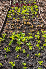 lettuce seedlings in planting bed