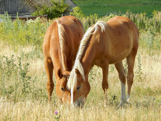 Naklejka na ściany i meble On the farm, two red horses graze near