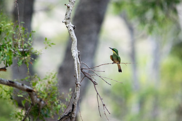Bird on Branch