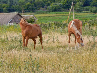 Naklejka na ściany i meble Two red horses on the field near the farm