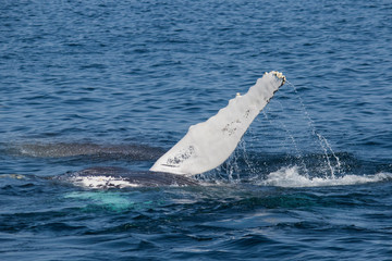 Fototapeta premium humpback whale pectoral fin display