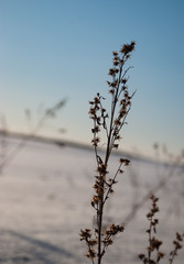 Dry grass on the snow winter meadow