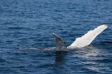 Fototapeta premium humpback whale pectoral fin display