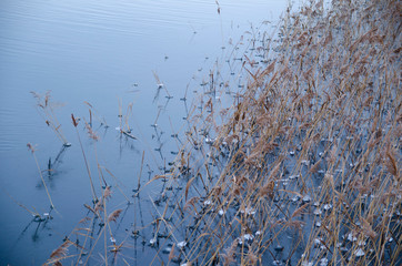 grass in the water