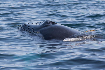 Obraz premium humpback whale detail