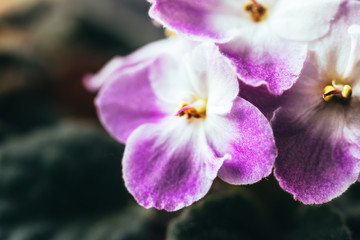 African blooming violet. Delicate indoor flower