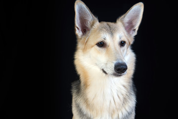 shepherd dog Detailed portrait on a black background, cute dog brown-white.