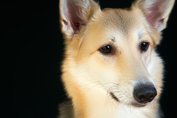 shepherd dog Detailed portrait on a black background, cute dog brown-white.