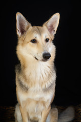 shepherd dog Detailed portrait on a black background, cute dog brown-white.