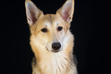 shepherd dog Detailed portrait on a black background, cute dog brown-white.