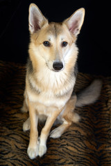 shepherd dog Detailed portrait on a black background, cute dog brown-white. full-length sitting and posing.