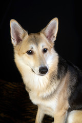 shepherd dog Detailed portrait on a black background, cute dog brown-white.