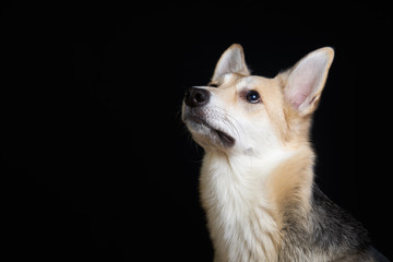 shepherd dog Detailed portrait on a black background, cute dog brown-white. looking interested in the top.