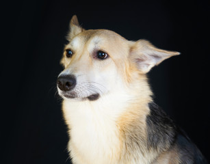 shepherd dog Detailed portrait on a black background, cute dog brown-white.