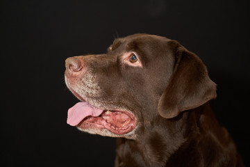 Labrador portrait of a dog on a black background.