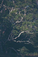 A large tree in the tropical forest