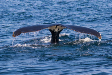 Obraz premium humpback whale diving tail 