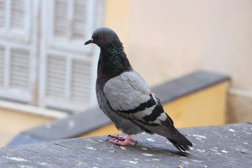 Grey pigeon on a roof in an old town