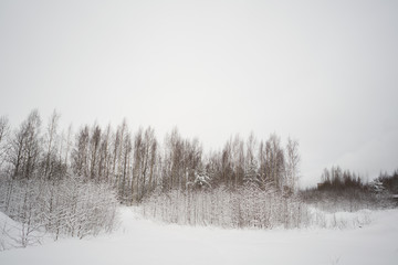 winter landscape in the snow, trees in the snow, a field with trees.