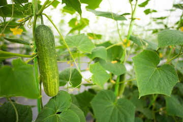 Business about modern agricultural industries © chokniti