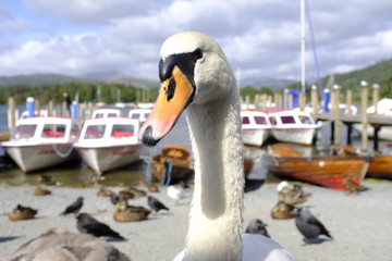 Primer plano de cisne © Ricardo Ferrando
