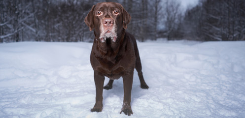 Labrador portrait in winter on the snow. winter walk with the dog.