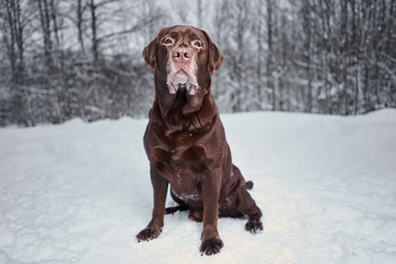 Labrador portrait in winter on the snow. winter walk with the dog.