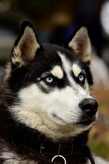 Portrait Husky dog with interesting eyes outdoors