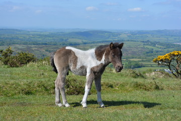 Obraz premium foal on Whitchurch Common, Dartmoor National Park, Devon, UK
