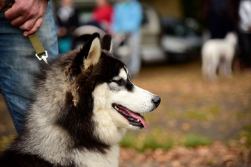 Portrait Husky dog with interesting eyes outdoors