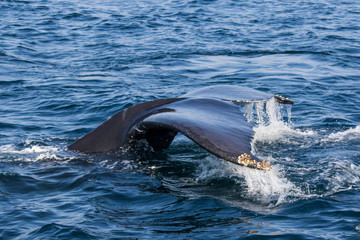 humpback whale diving tail	