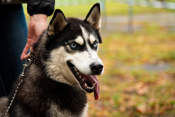 Portrait Husky dog with interesting eyes outdoors