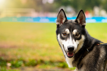 Naklejka na ściany i meble Portrait Husky dog with interesting eyes outdoors