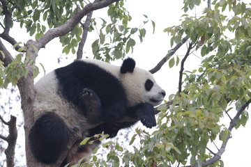 Sub Adult Panda is Having Fun on the Tree, China