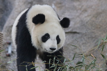 Obraz na płótnie Canvas Bright Eyes of Sweet Panda Cub