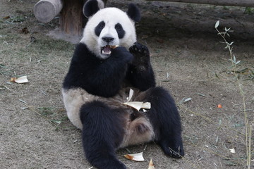 Sweet Panda Cub  is sending a Smile to the Audiences, China
