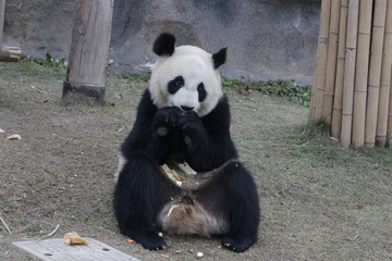 Obraz premium Cute Panda Cub in China