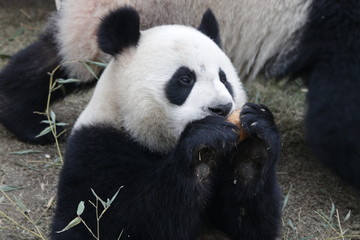 Fototapeta na wymiar Close up Panda enjoys Eating Bamboo Shoot, China