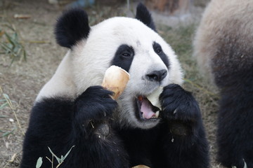 Obraz premium Close up Panda enjoys Eating Bamboo Shoot, China