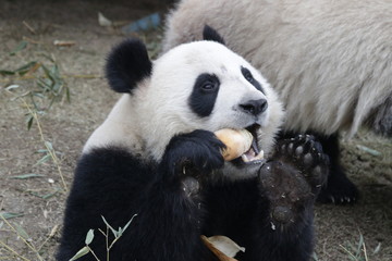 Close up Panda enjoys Eating Bamboo Shoot, China