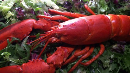 Lobster on salad, close up