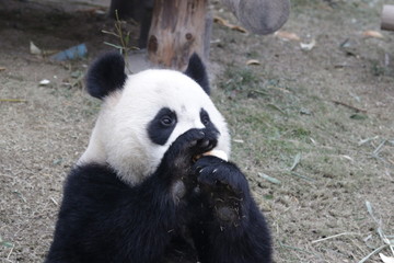 Fototapeta na wymiar Funny Pose of Panda Cubs while Eating Bamboo Shoots